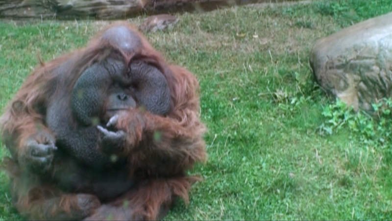 В московский зоопарке смотреть онлайн