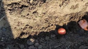 Посадка лука "Семейный" #как_садить_лук #посадка_лука #лук_Семейный