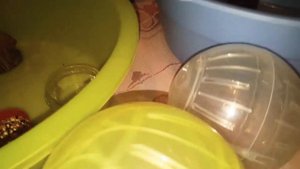 Прогулочный шар для хомяка Джунгарские хомячки