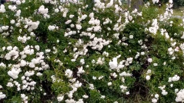 Шиповник - дикая роза. Цветы в саду. Hagebutte (Heckenrose) - Wilde Rose. Rose hip -Wild rose.