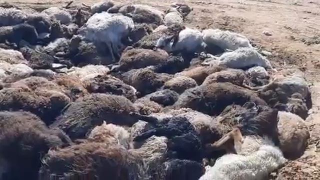 Падеж скота в Астрахани!!!! смотреть онлайн