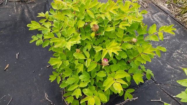 Peony Garden 4-9-2020 2 смотреть онлайн