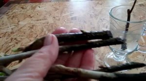 Смородина. Черенкование зимой