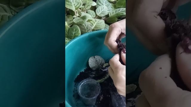 не цветет глоксиния из семян, что делать?