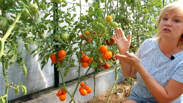 И сладкий, и сочный, и урожайный - не томат, а просто НАСЛАЖДЕНИЕ!  Обзор сортов ТОМАТОВ!