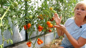 И сладкий, и сочный, и урожайный - не томат, а просто НАСЛАЖДЕНИЕ!  Обзор сортов ТОМАТОВ!