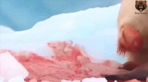 Polar Bear On The Hunt And Eating A Seal Alive Белый Медведь На Охоте И Ест Тюленя Живьем