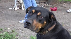 Caught On Camera! 2 Chained Neglected Dogs Rescued From East St Louis - Hope For Dogs Like My DoDo