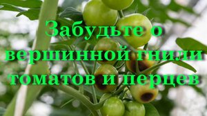 Забудьте о вершинной гнили томатов и перцев