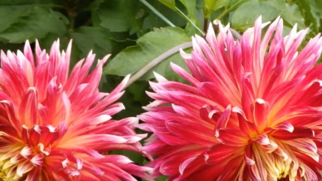 Грусть, цветы и саксофон смотреть онлайн