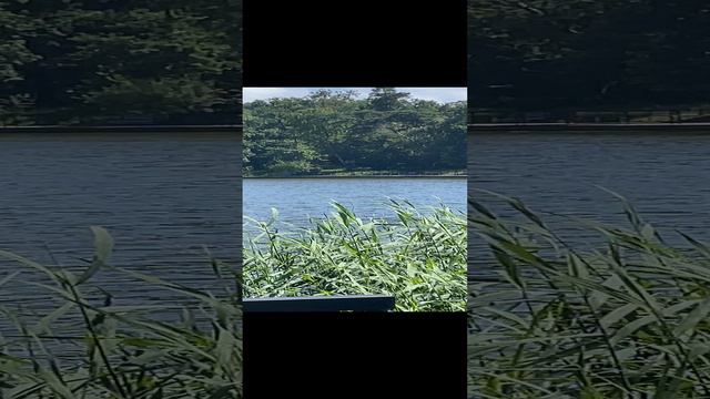 Светлогорск. Озеро, мама утка со своими детками на солнышке . смотреть онлайн