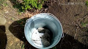 В ЛОВУШКЕ ДЛЯ КРОТА СРАЗУ ТРИ СЛЕПЫША