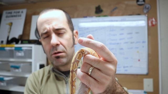 Ball Python Hatchling Color Change - 2021 Holdbacks UPDATE