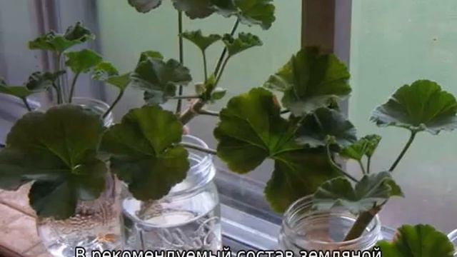 Пеларгония Denise