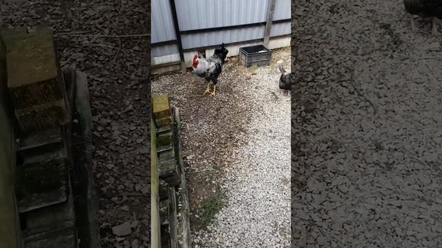 Юрловский голосистый петух смотреть онлайн