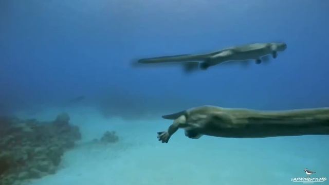 [YTP] Sea Monsters- Walking with Trilogy- Nigel Marven's Malice