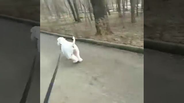 Пшеничный терьер прогулка