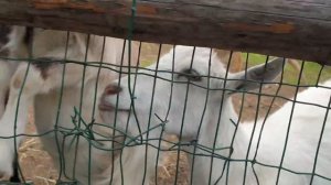 Всё включено в Подмосковье. Кантри резорт Вербилки