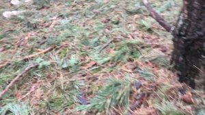 Грибы в лесу - Говорушка гигантская дымчатая. Clitocybe Nebularis