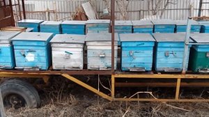 Кормим пчел медом