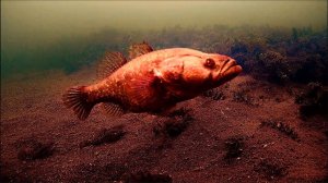 РОТАН на БЛЕСНУ + подводная съемка. Первый лед