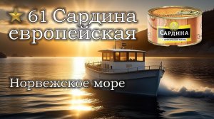 ✮ Норвежское море ✮ Сардина европейская ✮