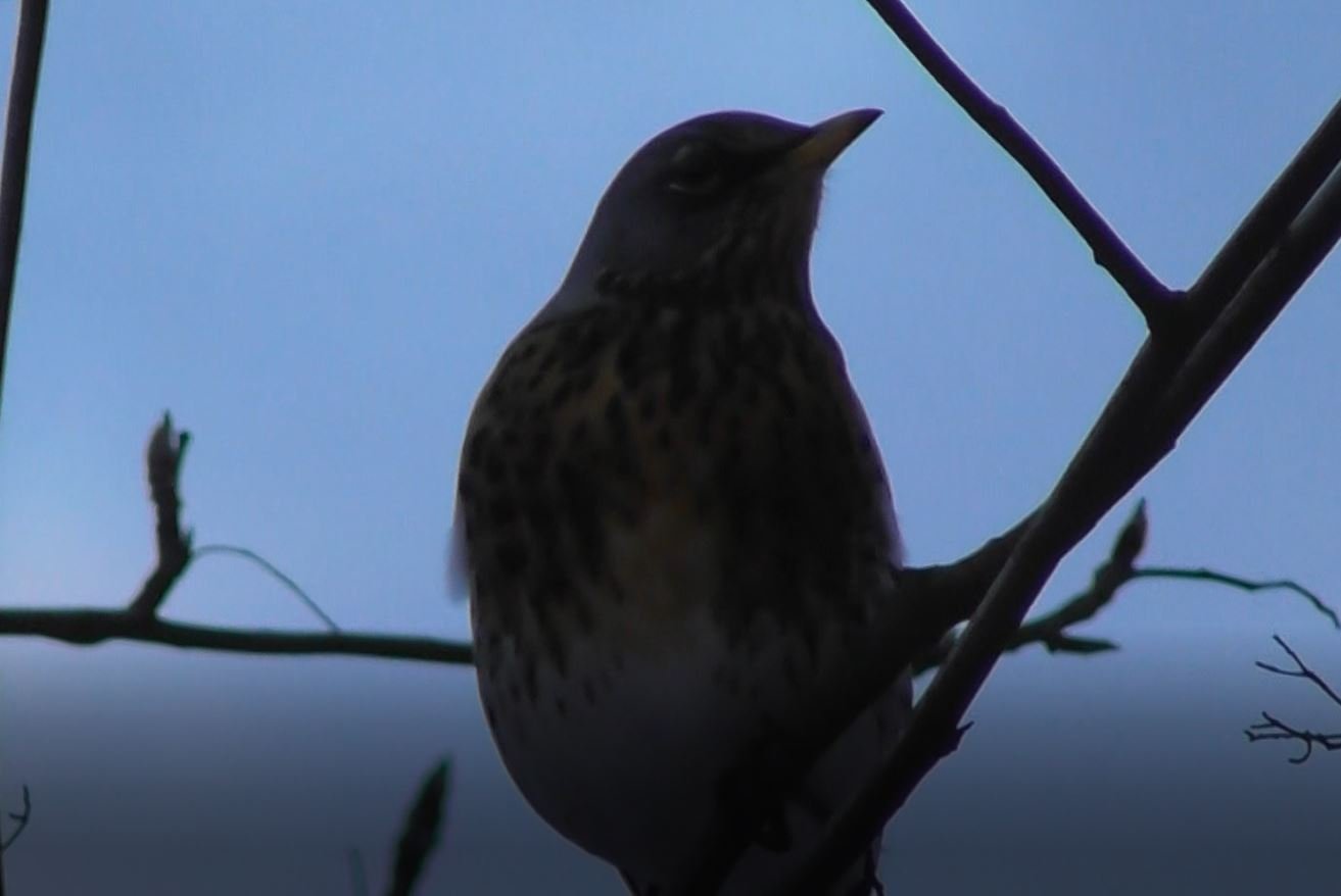 Дрозд-Рябинник, Turdus pilaris, Птицы Новгородской области 3 декабря 2022 год