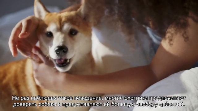 Западно-сибирская лайка