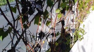 Защита винограда от птиц. Зачем нужны поздние сорта винограда в Подмосковье