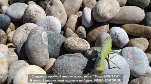 #насекомое #Богомол #берег_Чёрного_моря #Абхазия  #insect #Mantis #Black Sea coast #Abkhazia