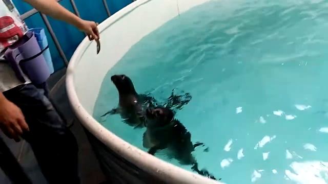 Игривые нерпы - чудо Байкала смотреть онлайн