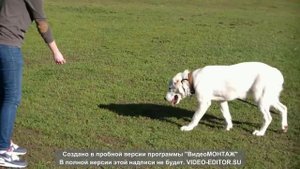 Три основных мифа о алабае (среднеазиатская овчарка)