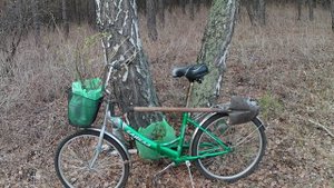Сбор берёзового сока. Посадка в лесу саженцев крыжовника и чёрной смородины.