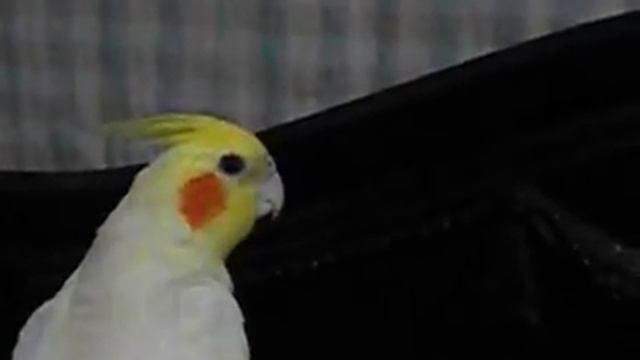 Cockatiel Whistling/singing 