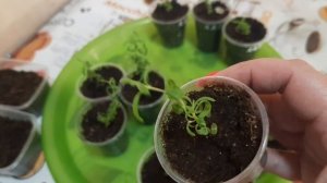 Травянистые растения из семян. Чем украшу горшечную зону и сад.