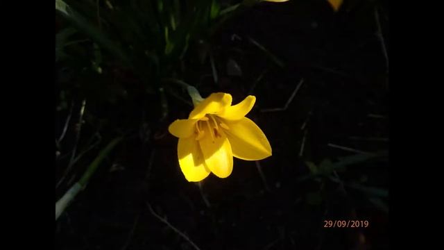 Sternbergia lutea Greece by Theo Fotiadis 29 9 2019 смотреть онлайн