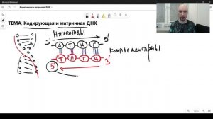 Что такое кодирующая и матричная ДНК? Душкин объяснит