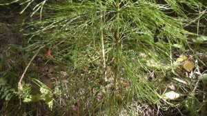 Хвощ лесной видео. Как выглядит вблизи