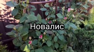 Самые любимые сорта роз. Лучшие подкормки для роз. Мой сад. Цветения роз. Прогулка по саду.