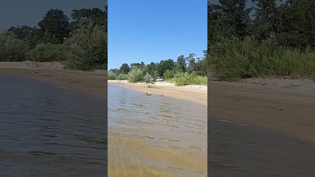 Мопс Чара очень любит купаться ! смотреть онлайн