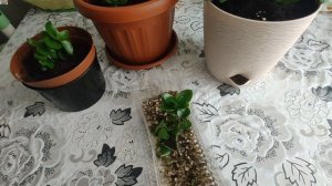 Каланхоэ Каландива, уход, обрезка, мой опыт повторного цветения в домашних условиях.