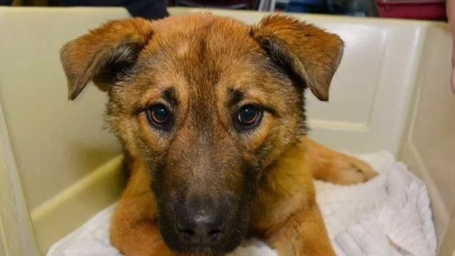 Сбитый машиной щенок неподвижно пролежал в снегу 12 часов, ожидая неминуемой смерти смотреть онлайн