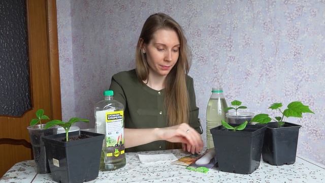 Выращиваем ТЫКВУ - быстрый способ получить крепкую рассаду любых овощей смотреть онлайн