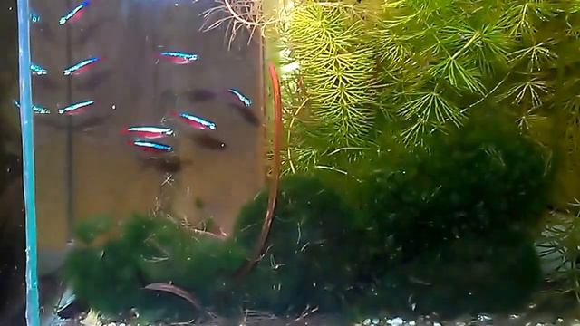 Речной рак в аквариуме смотреть онлайн