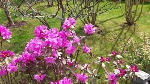 Азалия, магнолия в Японском саду