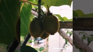 КАК РАСТЁТ 🥝 КИВИ 🥝