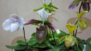 Пафиопедилумы Paphiopedilum