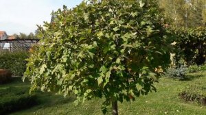 ФОРМИРОВАННЫЙ БОЯРЫШНИК,   прорастание осенних побегов