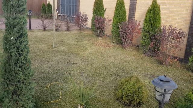 Посадка кипариса пирамидального. planting a pyramidal cypress. #анапа #домуморя