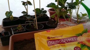 КЛУБНИ БЕГОНИИ АМПЕЛЬНОЙ КУПЛЕННЫЕ С МАГАЗИНА . КАК ПРАВИЛЬНО ПОСАДИТЬ КЛУБНИ БЕГОНИИ ?